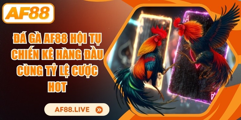 Đá gà AF88 hội tụ chiến kê hàng đầu cùng tỷ lệ cược hot