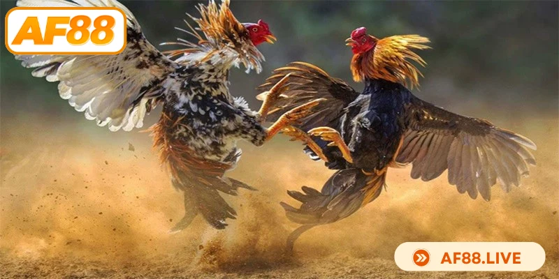 Các loại hình cược trong đá gà AF88